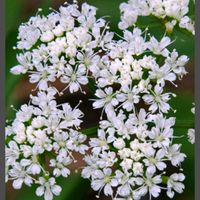 セリ,セリ,パクチー,パクチー,オルレアの画像