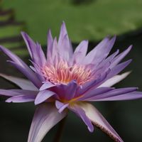 睡蓮,熱帯スイレン,温室,掛川花鳥園,熱帯スイレン品種の画像