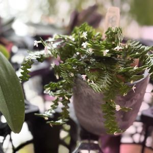 アングレカム ディスティカム,Ang.disticum,リビングの画像