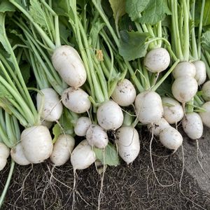 カブ,子カブ,子株,家庭菜園奮闘日記,家庭菜園の画像