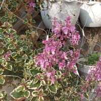 テーブルヤシ,オステオスペルマム,ヘミジキア,花壇の画像