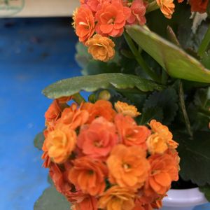 八重咲きカランコエ,花が好き,無農薬❤家庭菜園,野菜が好きの画像