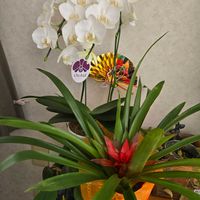 グズマニア,ミニ胡蝶蘭,ミニ胡蝶蘭,いつもありがとう♡,植物のある暮らしの画像