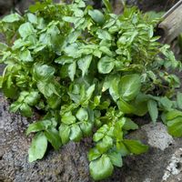 クレソン,クレソン,オランダガラシ,小さな庭の画像