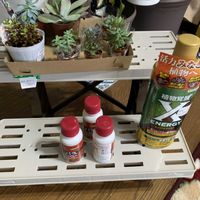 多肉大好き,多肉初心者,ちまちま寄せ,大好き見切り品,リビング・ダイニングの画像