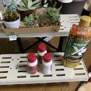 多肉大好き,多肉初心者,ちまちま寄せ,大好き見切り品,リビング・ダイニングの画像