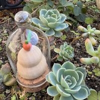 七福神,no green no life,多肉のある暮らし,地植え多肉,冬越し多肉の画像