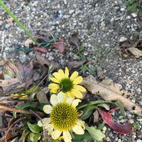 エキナセア,癒される,花のある暮らし,寒さに負けない,陽当たり良好の画像