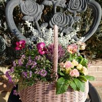 アリッサム,タイム,プリムラ,オレアリア　リトルスモーキー,ときめきビオラの画像