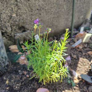 ヒヤシンス,リナリア,ミモザ,ハンギングバスケット,3色すみれの画像