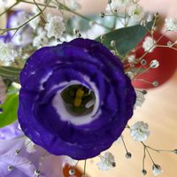 トルコキキョウの画像