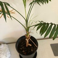 ドラセナ・コンシンネの画像