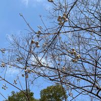 ナンキンハゼの画像