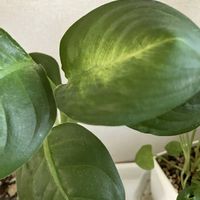 ディフェンバキア,観葉植物,DAISO,室内管理の画像