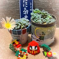 フェネストリア ベビートゥ,群玉,カランコエ・ミロッティ,ミロッティ,ミロッティの画像