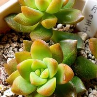 月の王子,多肉植物,洋室の画像