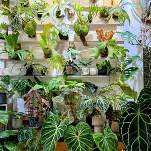 アンスリウム,ビカクシダ リドレイ,観葉植物,シダ植物,ブロメリアの画像