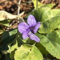 スミレ,ノジスミレ,紫の花,早春の花,丘陵地の画像