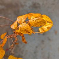 ハマナス,老鴉柿,老鴉柿,盆栽風,楊貴妃の画像