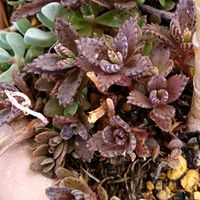 不死鳥,多肉植物,カランコエ属,毎月5日は群生の日,冬ですよね～の画像