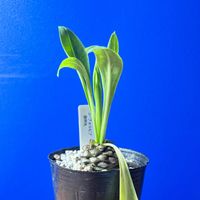 ユーフォルビア 鉄甲丸,塊根植物,初売り,塊根女子,塊根植物(コーデックス)の画像