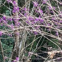 コムラサキ,名前を教えて,伏見稲荷大社,伊藤久右衛門,お出かけ先の画像