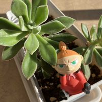 ハムシーの画像