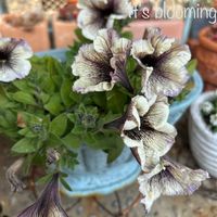 ペチュニア,鉢植え,ガーデニング,ペチュニアカプチーノ,玄関前庭の画像