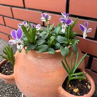 ムスカリ,ビオラ,ムスカリ バレリーフィネス,リュクスラパン,寄せ植えの画像