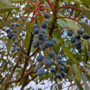 ユズリハ,雑草,山野草,野草,花木の画像