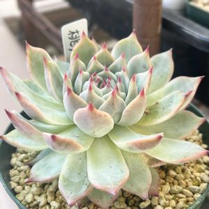 紅葉する多肉,ガーデニング,ウッドデッキ,初雪,寄せ植え大好きの画像