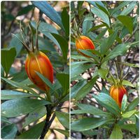 クチナシ,クチナシの実,クチナシの実,植木の画像