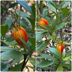 クチナシ,クチナシの実,クチナシの実,植木の画像