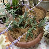 多肉大好き,多肉初心者,ちまちま寄せ,PR,大好き見切り品の画像