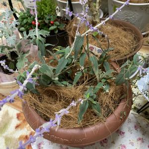 多肉大好き,多肉初心者,ちまちま寄せ,PR,大好き見切り品の画像