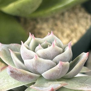 ガーデニング,ウッドデッキ,初雪,寄せ植え大好き,多肉箱の画像