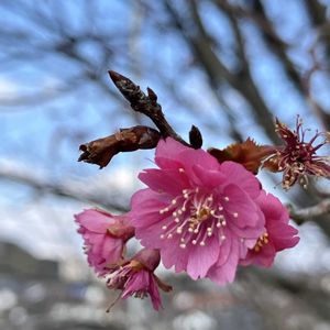 ガザニア,クレソン,セリ,バラ,グリーンアイスの画像