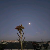 錦蝶,錦蝶,多肉植物,鉢植え,屋上ガーデンの画像