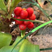 オモト,かわいい,きれい,花のある暮らし,色づいたの画像