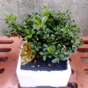 金芽ツゲ,盆栽,植物のある暮らし,植欲が止まらない,GS映えの画像