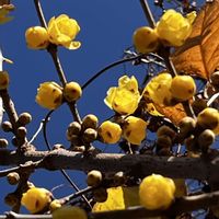 セリ,ロウバイ,今日のお花,幸せの黄色いお花,月曜はビタミンカラーの画像