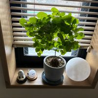 ボンバックス,アフリカ亀甲竜,フィロデンドロン・バーキン,観葉植物,塊根植物の画像