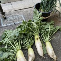 ニンジン,大根,ネギ,収穫,iPhone撮影の画像