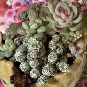 サボテン,ギンテマリ,ギンテマリ, シルエット, シルエットの画像