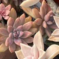 朧月,秀麗,多肉植物,多肉大好き,多肉植物のある暮らしの画像