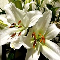 カサブランカ,東北人花の会,リビング・ダイニングの画像