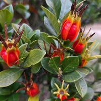 クチナシ,門松  ,島根県の画像