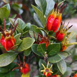 クチナシ,門松  ,島根県の画像