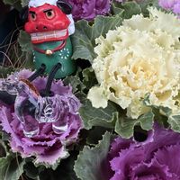 マハラジャ,葉牡丹,トキワシノブ,ユーフォルビア マハラジャ,ビオラ タイガーアイの画像