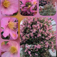 サザンカ,シンフォリカルポス,餅花,✨,平安神宮にて…の画像